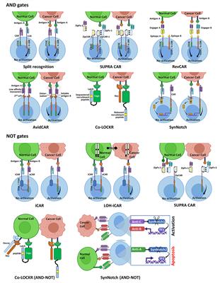 Implementing Logic Gates for Safer Immunotherapy of Cancer